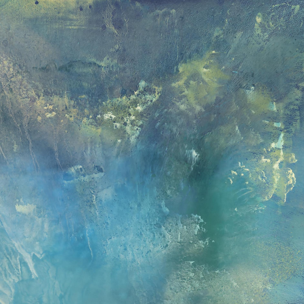 Abalone limited edition print bySeth B. Minkin